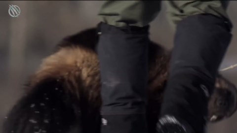 WOLVERINE: The Most Ferocious Animal on Earth Facing Wolves and Deer