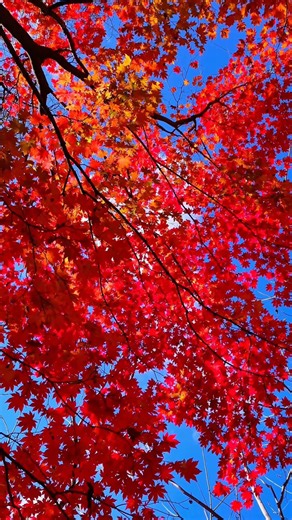 Nature Lovers on Instagram: "red maple showing autumn’s finest colors 🍁 #naturelovers #beautifulview #trending #vira"