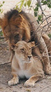 Lion Mating 101: The Wild Dating Scene The majestic lion's mating behavior's are complex and intriguing, showcasing unique social dynamics and adaptations crucial for survival pride continuity. Lion Love Triangles - Polygynous: One male, many females (talk about a pride-ful player!) - No breeding season? Lions are always ready to roar! The Dating Game 1. Male lions woo with vocalizations, rubbing, and scent marking (essentially, cat cologne). 2. Females signal readiness with flirtatious roars an