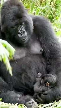 Baby Gorilla Feeling Safe #gorillatrekking #africasafari