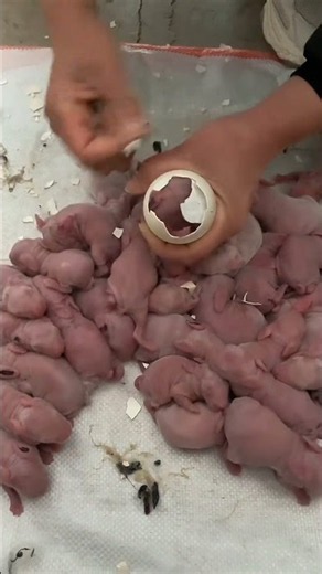 cute baby rabbit giving birth 😘😘#babyanimal #rabbit #mybunny #cute #animals #babybunny #babyboo