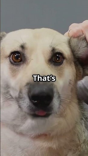 Dogs Can Hear THIS? 😱 Up to 65,000 Hz Explained!