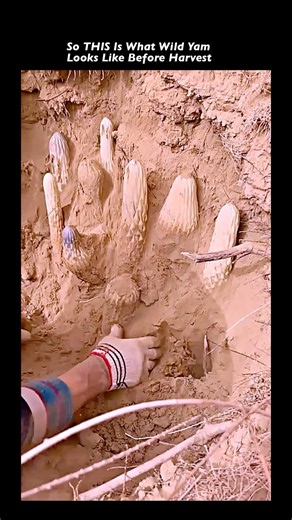 Digging Giant Wild Yams on a Steep Cliff