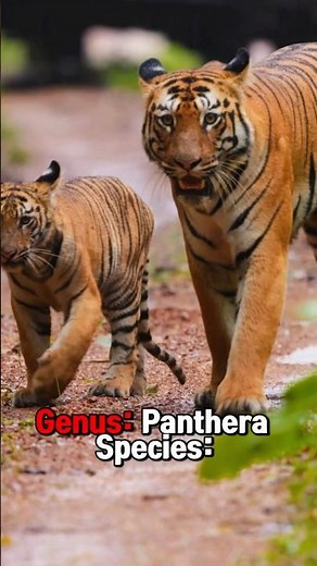 Tiger Biological Classification | Kingdom to Species Explained Simply 🧬🐯