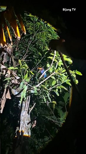 Catching birds at night #NocturnalBirds #BirdTrapping #MistNetting #BirdResearch #BirdMigration