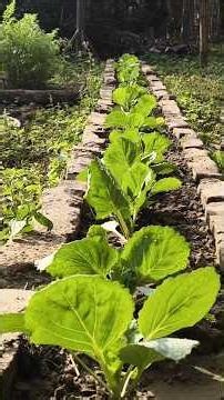 Cabbage Growing Journey | From Transplant to Harvest #Shorts