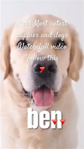 Meet Cutest puppies and dogs running, playing, snacking ⤵️