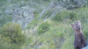 Curious sable peeks at wildlife camera before disappearing from view