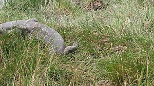 Nile Monitor Lizard Wetland Animal Looks Stock Footage Video (100% Royalty-free) 1020862408 | Shutterstock