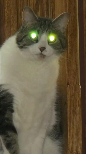 Why do cats' eyes glow in the dark?