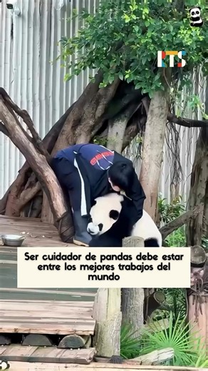 #Virales | Este compilado de distintos guardianes de pandas demuestra que si el oso es blanco y negro, la diversion esta asegurada.🐼 ¡Mirá el video! | RTS Medios