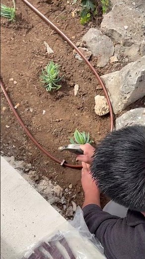 Instalación de tubo de goteo en hotel #riego #goteo #jardineria