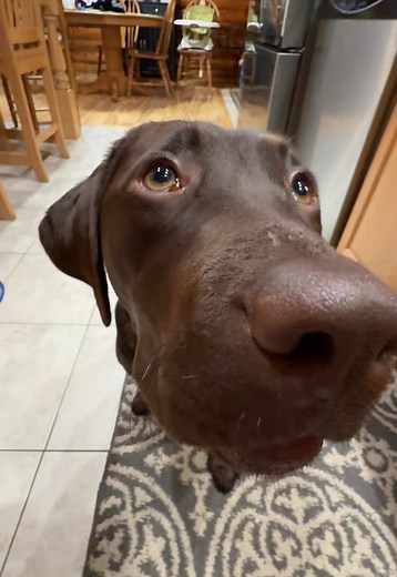 Chocolate Lab Puppies: Adorable and Playful Companions