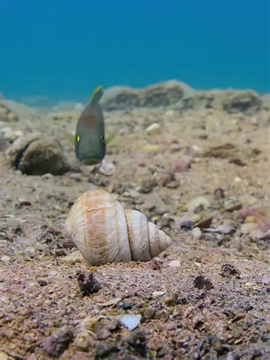 Understanding the Opportunist Mindset in Animals