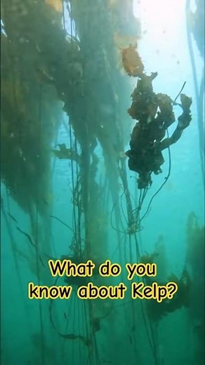 Learn About Kelp and Seaweed