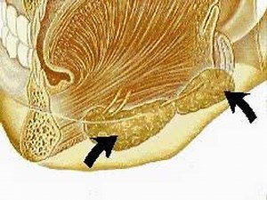 How the Body Works : The Mouth