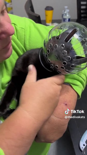 Anti Bite Helmet actually cat muzzle helmet for cats to protect you while you are trimming their nails i found this on @Amazon i wanted to try it and i give it 10/10 review #fyp #catmuzzle #cats #catsoftiktok #thedivakats