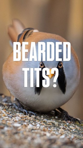 Bearded tits, also known as bearded reedlings. Definitely one of my favourite birds found in my homeland. 🏴󠁧󠁢󠁳󠁣󠁴󠁿 | Jimmy Reid Photography