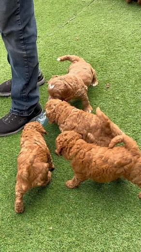 Babies had their first outside adventure today and they loved it 🥰 shuswaplabradoodles.ca | Shuswap Labradoodles