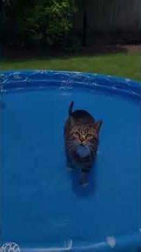 CATS FALLING OVER: HILARIOUS FAILS THAT WILL CRACK YOU UP...