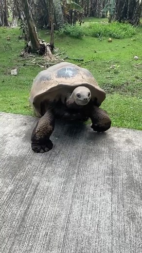 Hello my friend 🐢 #inyoureyes #robinschulz #turtle