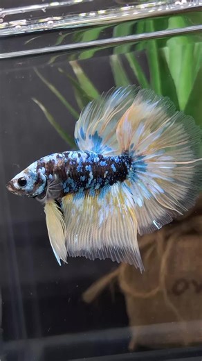 Stunning Halfmoon Betta Fish Care Guide