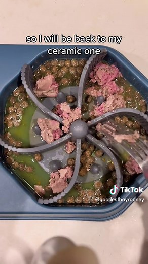 Cavalier King Charles Dog Food Vlog 🐾🍴