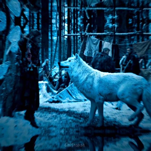 game of thrones Ghost and the Stark wolves. #jonsnow# #gameofthronesedit #ghost#fyp#shortvideo