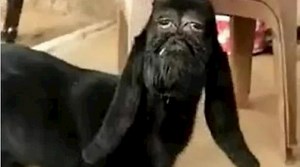 Capra ha la faccia che sembra umana: gli abitanti del villaggio la venerano come un Dio