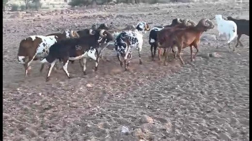 Take a look at the beautiful Damara sheep heading to the Late Piet & Xico Coetzee Total Sellout Auction! 🐑 Known for their hardiness and adaptability, these sheep are a great fit for any farming setup. Join us on Friday, 7 November at 10h00AM at Namboer Auctioneers Seeis, or bid online from wherever you are. 💻🌾 🗓️ Date: Friday, 07 November 2025 at 10:00 AM 📍 Location: Namboer Auctioneers, Seeis Pens 💵 Buyer's Registration Fee: N$ 5000 (refundable deposit) 🌍Bid online on: https://auctions.