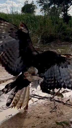 Amazing hawk eagle hunting bird for food 🦅 | King of bird