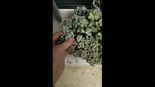 Frozen baby donkey’s tail succulents in Jilin, China