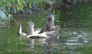 Ferocious River Otter And Snapping Turtle Go Head To Head In The Battle I Didn’t Know I Needed To See