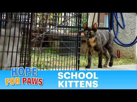 Mom wouldn't leave her kitten behind even at the cost of walking into a trap!