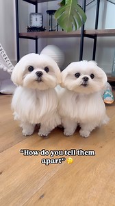 8.8M views · 214K reactions | The same but different藍 • • #dog #dogs #doggo #doglover #dogsofinstagram #puppy #pups #adorable #cute #cutedogs #maltese #funny #doglove #dogsofig #dogsofinsta | Cocothemaltesedog | Facebook