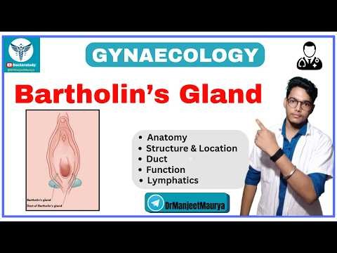Bartholin's Gland Anatomy & Functions Explained | Location, Structure & Clinical Importance