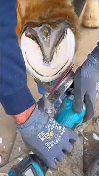 Farrier hoof trimming with precision tools #shorts #farrierlife #satisfying