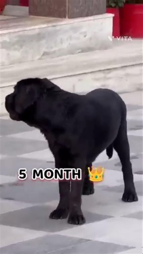 36 days Vs 1year Labrador Transformation #pets #feed #dog #shots #cute #love #doglover #pet