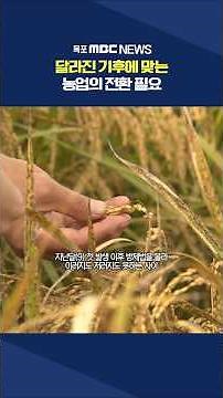 Rice plants succumb to climate change... What's the solution to the recurring disease outbreaks? ...