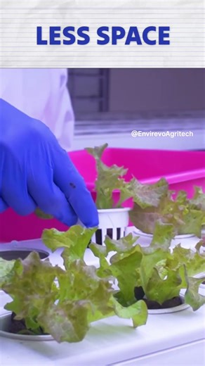 Hydroponic vs Soil which is better? Hydroponic fact | #soillessfarming _ Envirevo Agritech