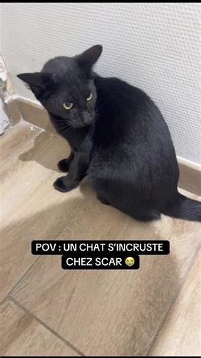POV : un chat s’incruste chez Scar — Scar défend sa gonzesse