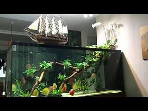 Amazing Discus Tank Set Up. Thanks to Bach Van Tin