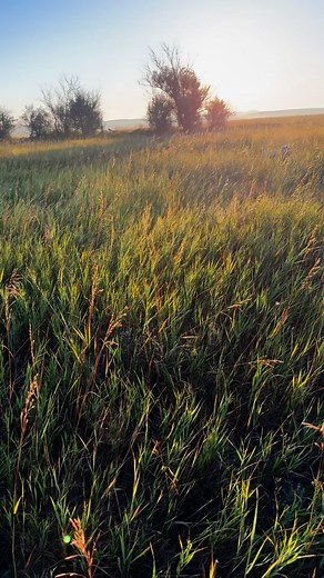 1.8K views · 61 reactions | Cocklebur Farms on Reels | Facebook