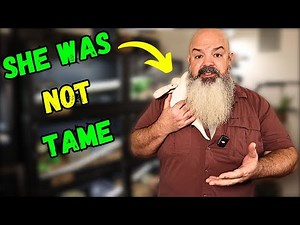 How to Tame an Adult Snake