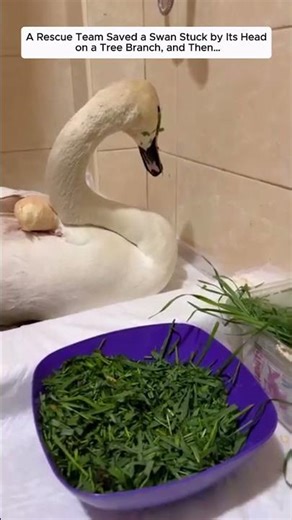 A Rescue Team Saved a Swan Stuck by Its Head on a Tree Branch, and Then…