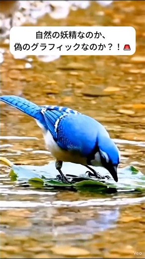 🦜 瞬間捉えた奇跡！思わず見惚れてしまう世界各地の珍しい妖精鳥たちの驚異のステップww