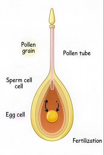 Reproduction in plants.#biology #facts #science #plantreproduction #fertilizationprocess