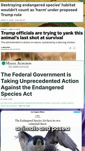🔉The time to act is now! Today is National Endangered Species Day, and endangered species in the United States have never been more threatened. The federal government is proposing a rule change to the Endangered Species Act that would wipe out protections for animals—and the plants and habitats they need to survive. 🦤🦌 🌳 The US Fish and Wildlife Service and the National Marine Fisheries Service are accepting comments on the proposed rule change through May 19. To comment, click on bit.ly/Spe