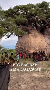 Baobab trees are famous for their unique, bottle-shaped trunks and can live for over a thousand years. Madagascar is home to six of the eight species of baobab found worldwide, making them an essential part of the island’s biodiversity. The baobab’s fruit is rich in vitamin C and is often used in local cuisine and traditional medicine. Additionally, the trees provide shelter and food for various wildlife, including birds and insects. Baobabs are often referred to as the “Tree of Life” because of