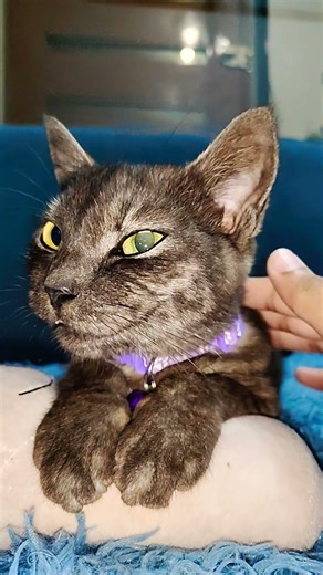 It's a secret from Kitty 🤫 #sprunki #cat #fyp #shorts #pets